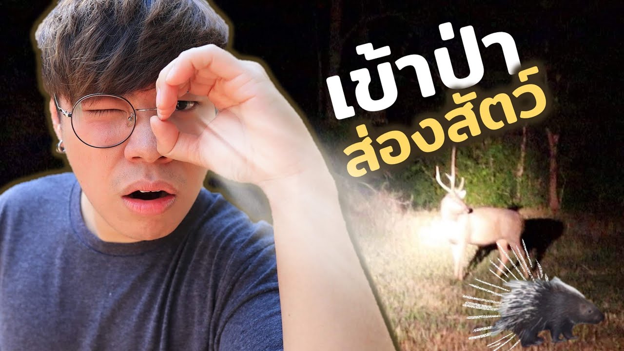 เข้าป่าตอนกลางคืน ไปส่องสัตว์ จะเจอตัวอะไรบ้าง!?