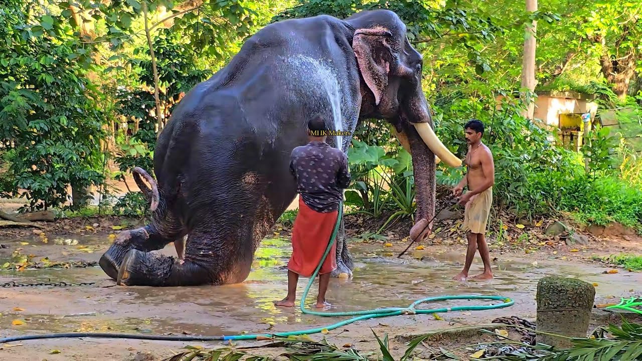 കുളിക്കാൻ ഇത്തിരി മടിയാണെന്നു തോന്നുന്നു  | വലിയ വിഷ്ണു | Guruvayur valiya vishnu |#mhkmakers