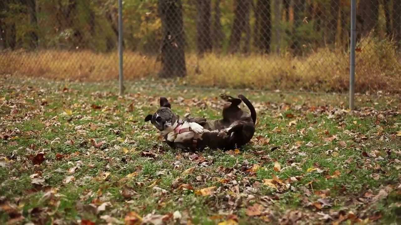 Baltimore Humane Society