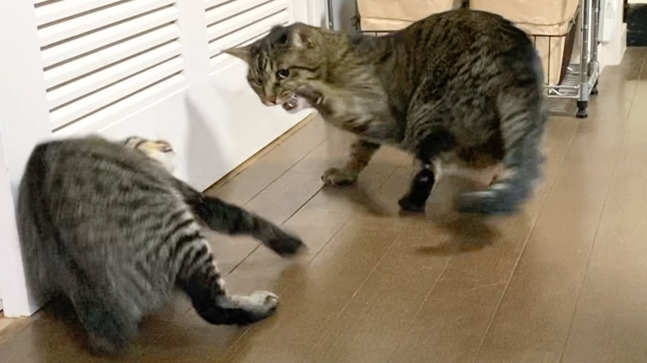 子猫が凶暴先住猫と初対面したら最悪の事態になりました...