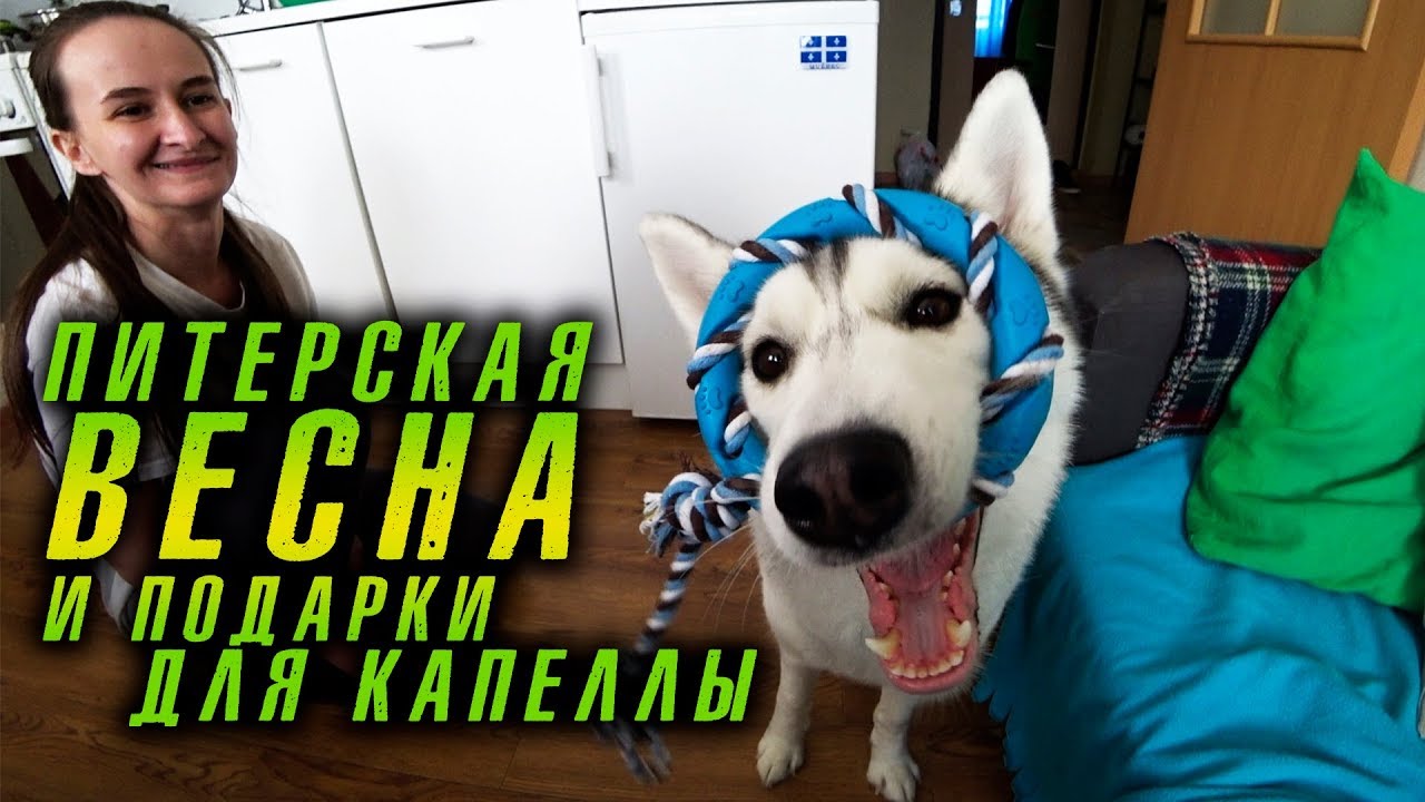 Влог. Буйная весна в Питере. Кандидат в женихи и подарки для хаски Капеллы