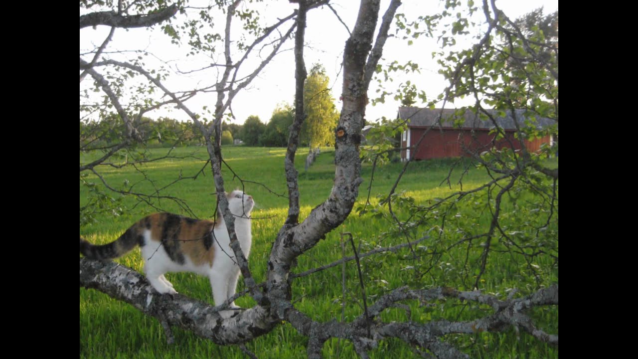 Krokom in Spring and Summer 2011.wmv