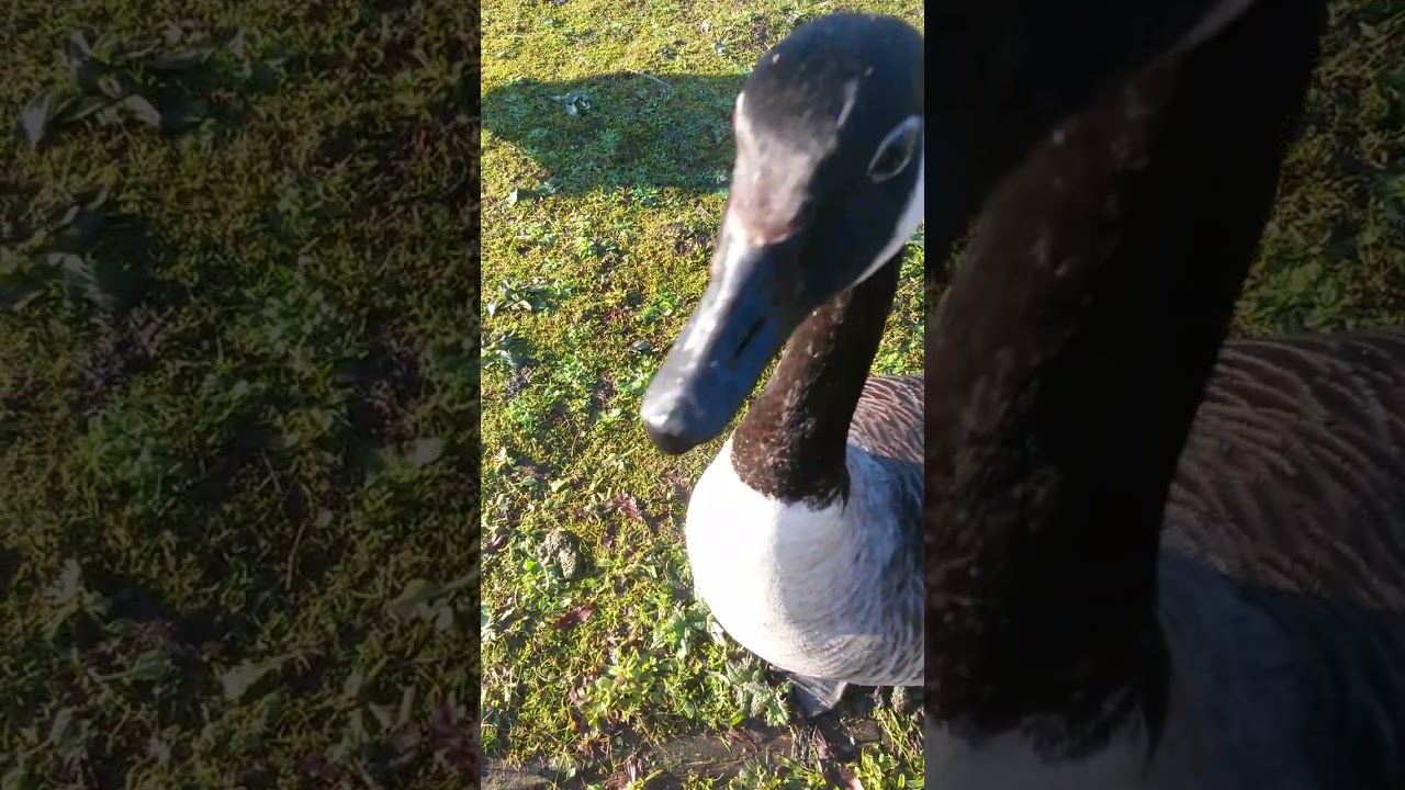 17th Jan Watch MamaGoose Lay Down The Law & fly/Run to Me in Full Honking Mode
