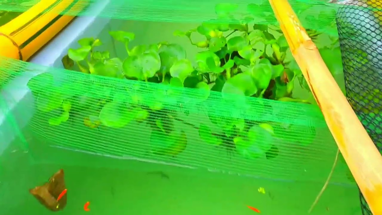 Como Reproduzir o Peixe Paulistinha / Mostrando os Peixes do Lago.