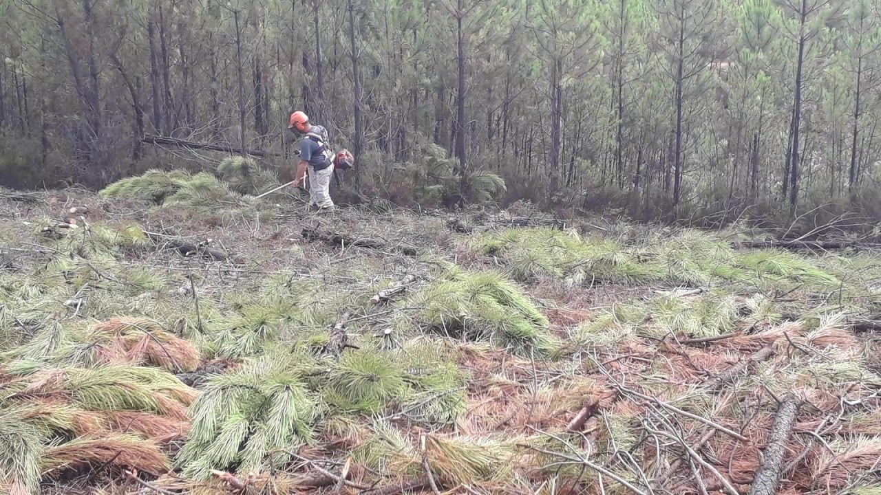 Trabalhos florestais - limpeza de terrenos