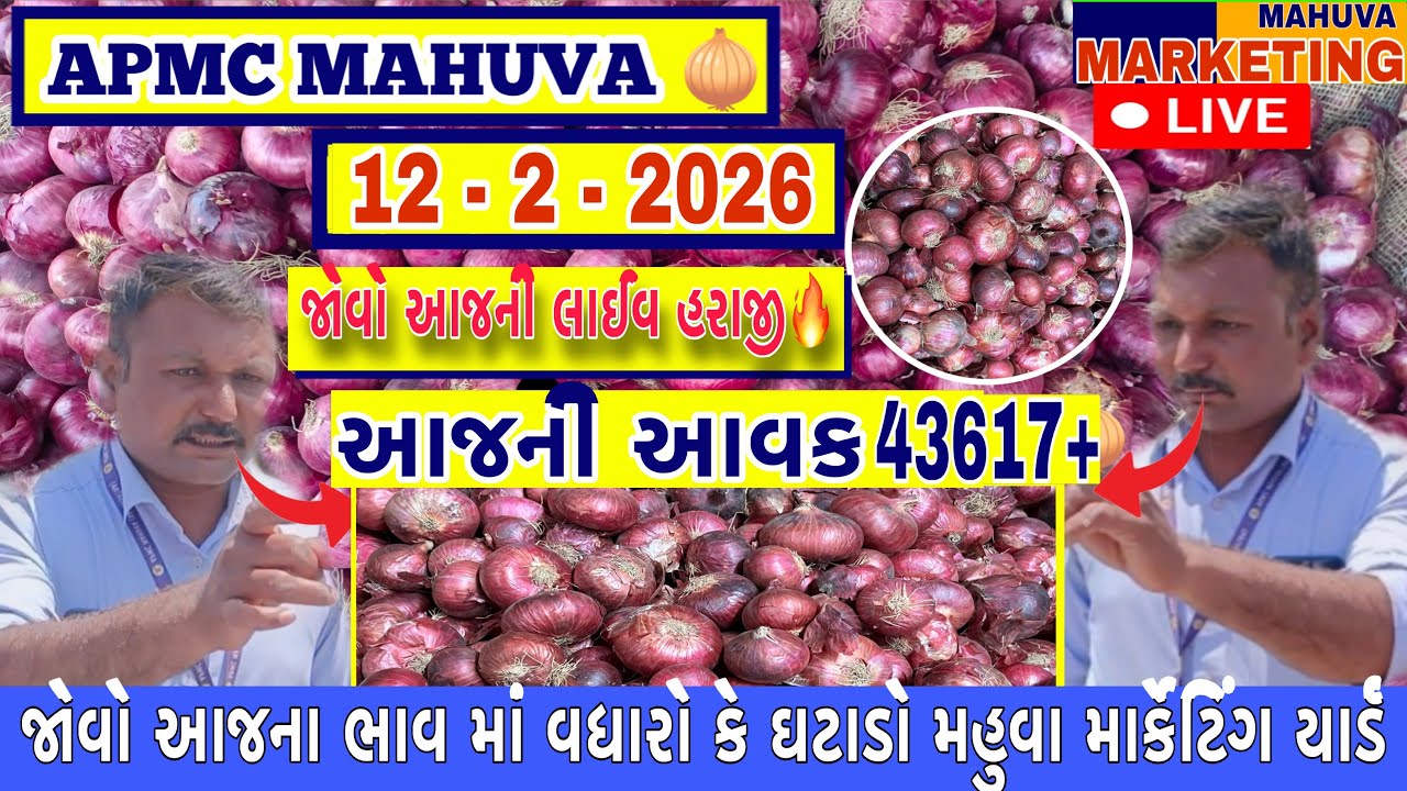 જોવો આજની લાલ ડુંગળી ની લાઈવ હરાજી | APMC MAHUVA | આજની આવક 43617+ થેલા આખી | 