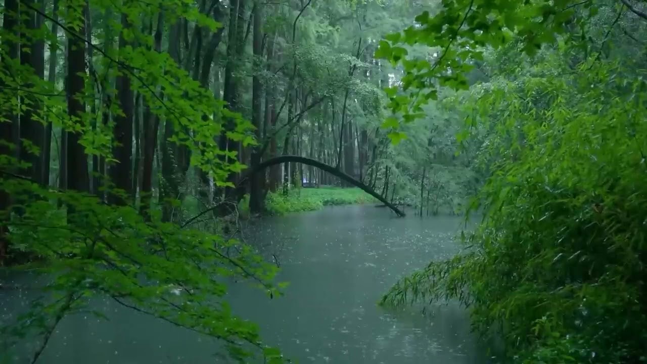 Bachlauf durch den gr&uuml;nen Wald bei Regen