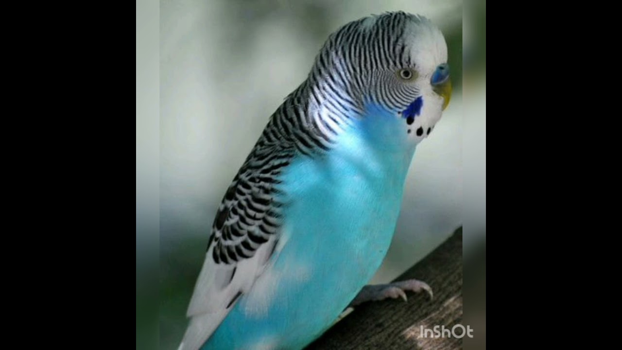 lindas cores de periquitos australianos.pt 2