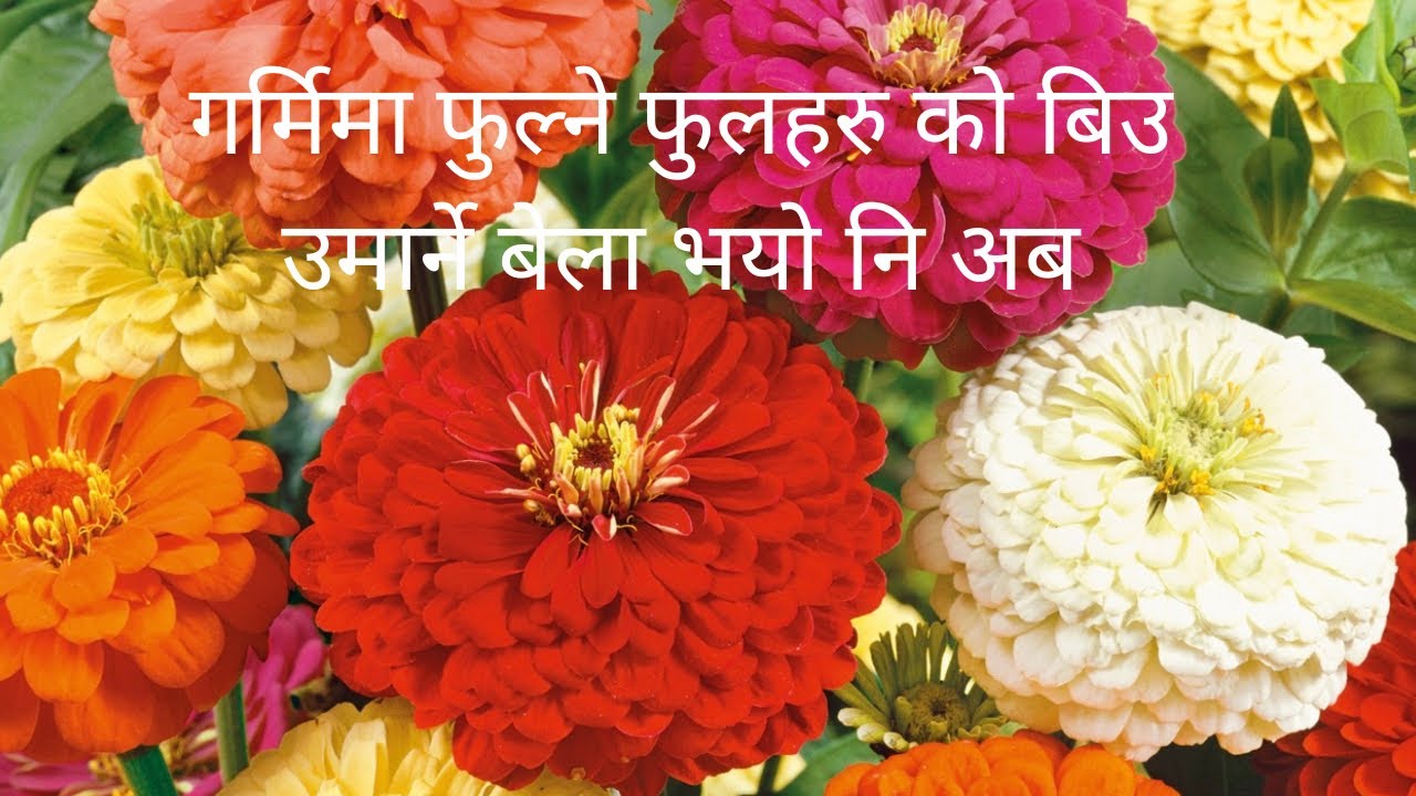 गर्मिमा फुल्ने भिन्का र जिनिया को बिउ कसरि उमार्ने त ?