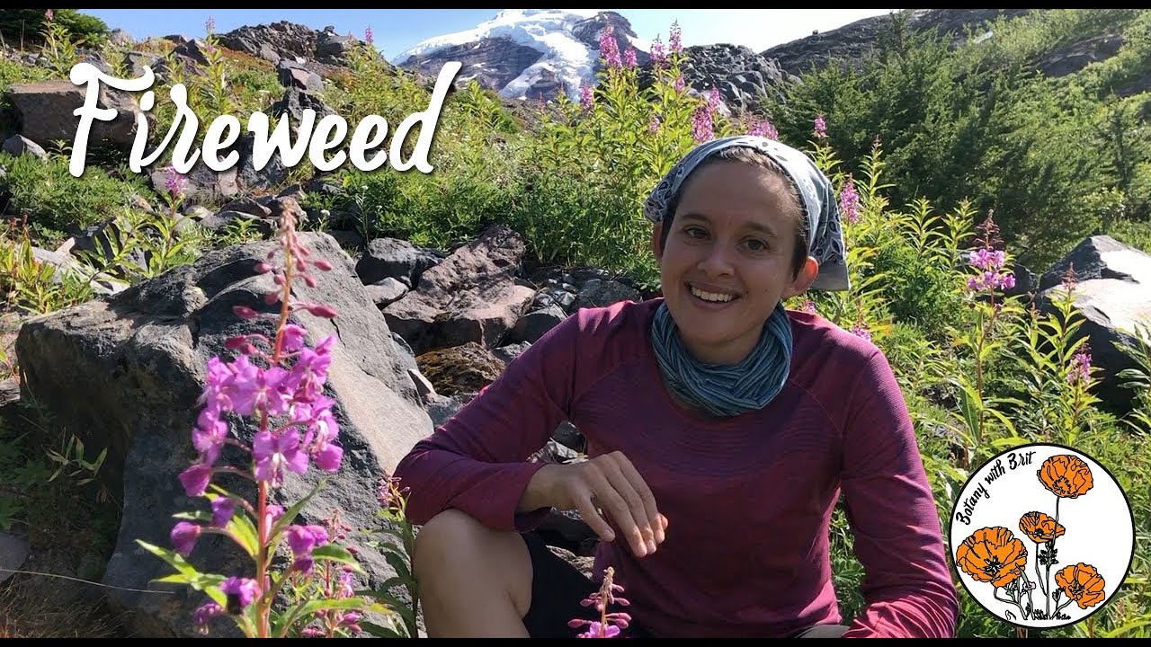 Fireweed (Ep. 10) - Botany with Brit