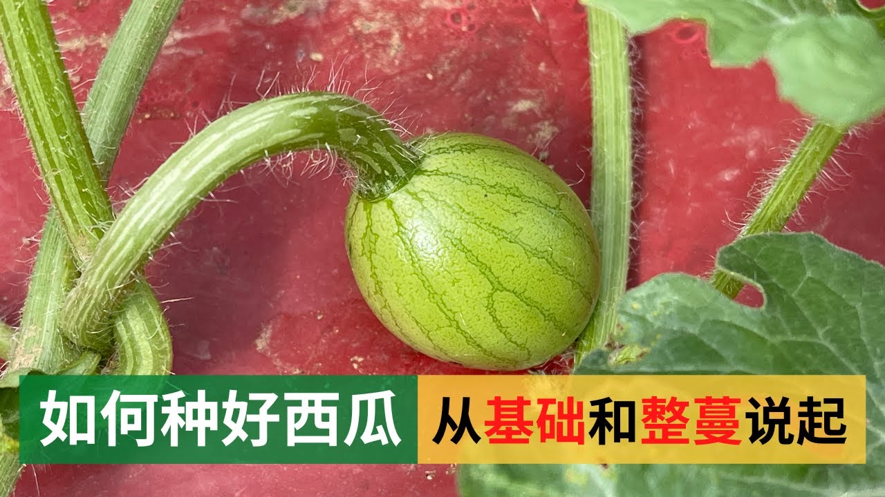 如何种好西瓜，从基础和整蔓说起，简单轻松，适合家庭有机种植