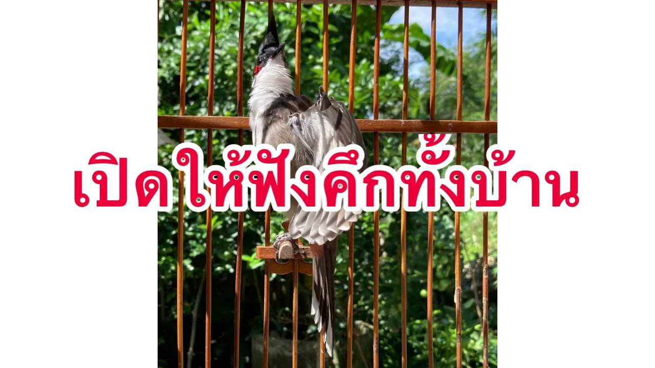 เสียงนกกรงหัวจุกสร้างความคึกคักให้กับนก