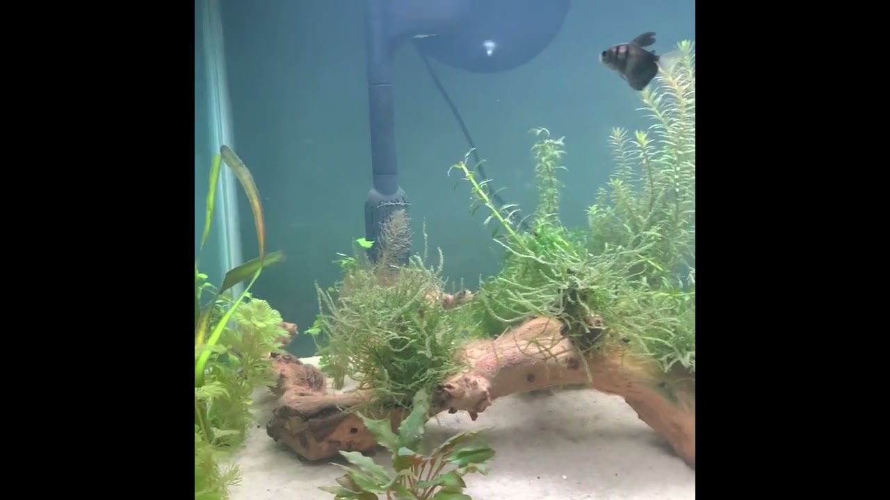 How I started from eco-complete to cap with pool filter sand