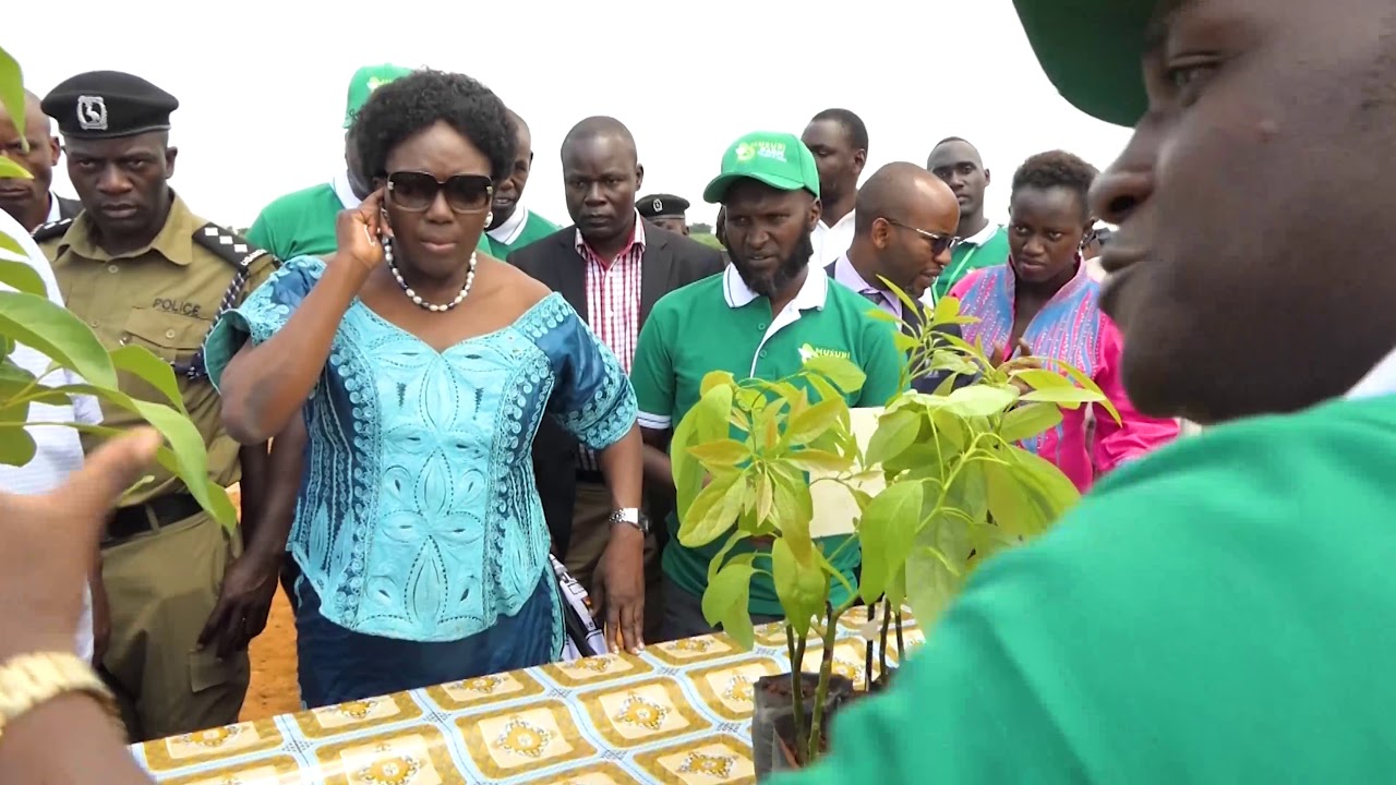 MUSUBI FARM HASS AVOCADO LAUNCH