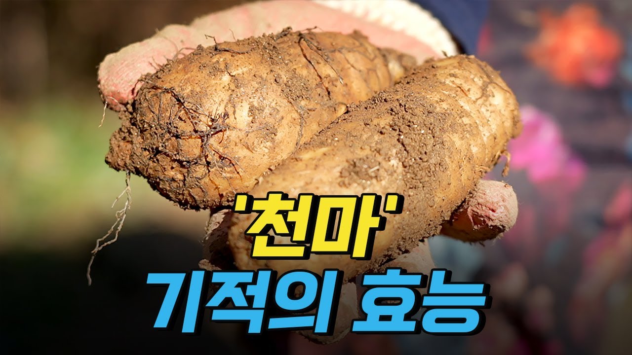 [핫클립] 빈혈, 치매, 뇌경색에 효과! '천마' 기적의 효능 / YTN 사이언스