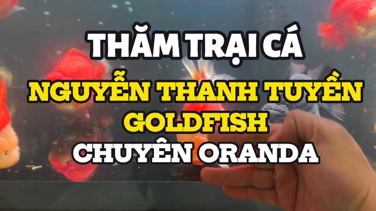 Thăm trại cá NGUYỄN THANH TUYỀN Goldfish ở Thủ Đức - chuyên cá ORANDA