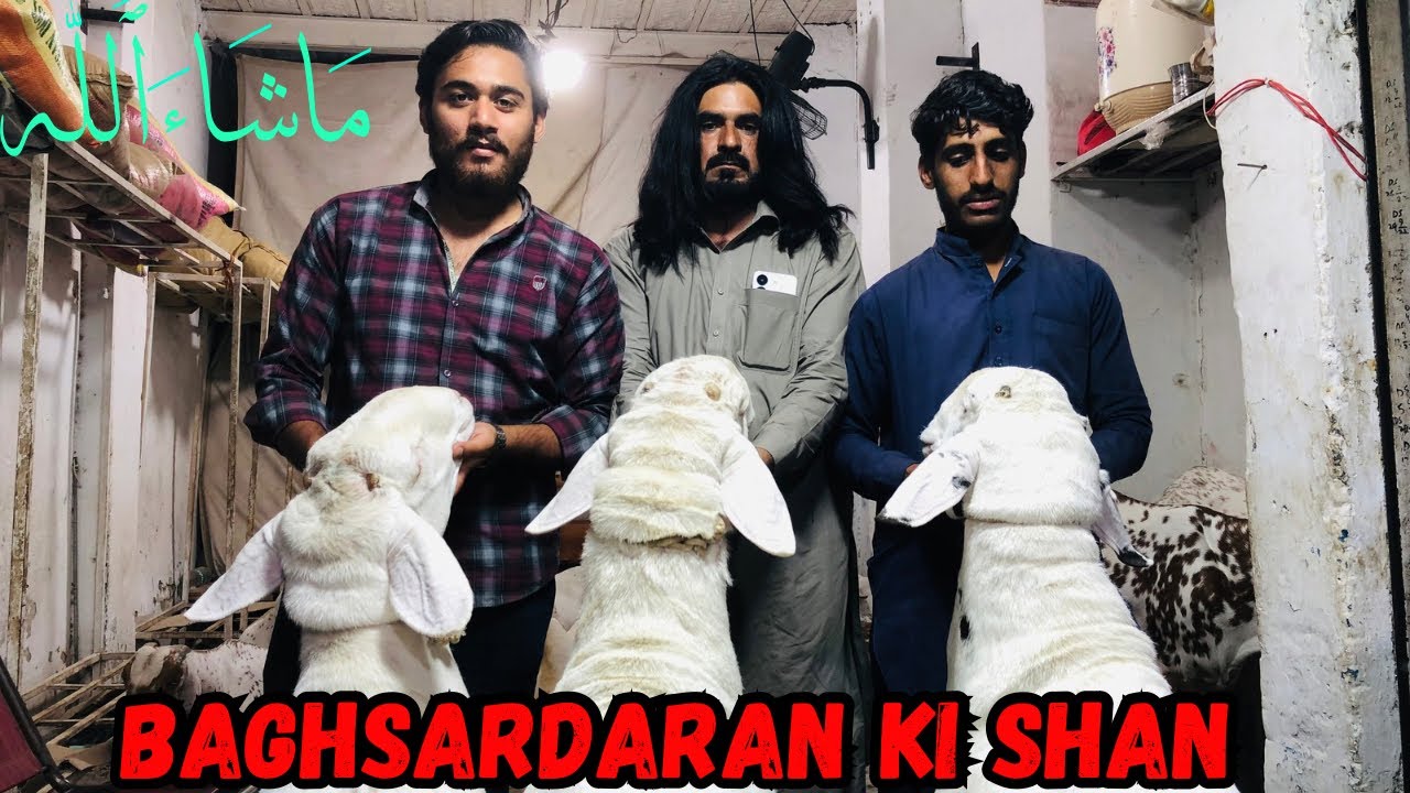 Bagh sardaran Mandi Update| 2024 ki tayarian
