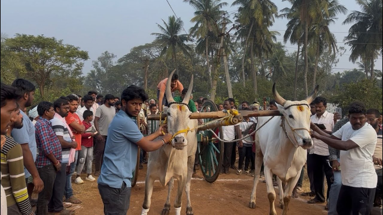 సామర్లకోట రాష్ట్రస్థాయి ఎడ్ల పందెం సీనియర్స్ 2nd ప్రైజ్ 🐂🏆🐂@ కోరా సత్యవేణి చౌదరి గుమ్మిలేరు బుల్స్