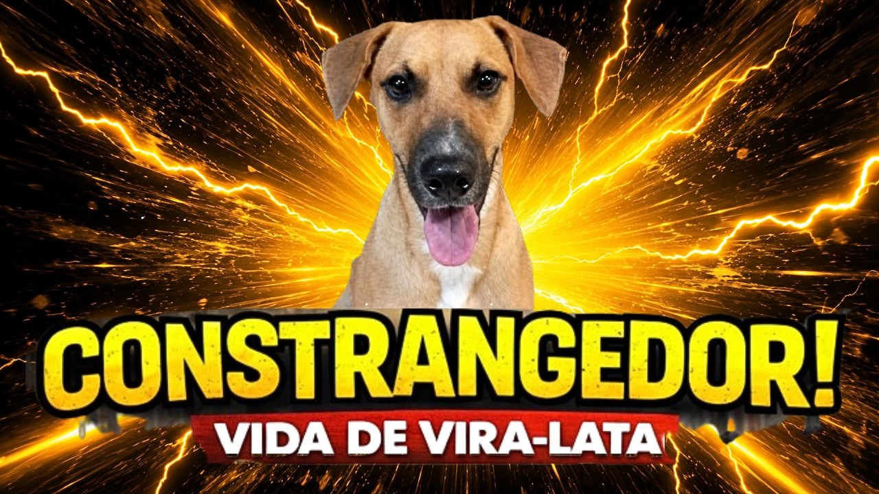 🏆RANKING!  As Situa&ccedil;&otilde;es Mais ABSURDAS da Vida Do Vira-Lata Caramelo 🐶