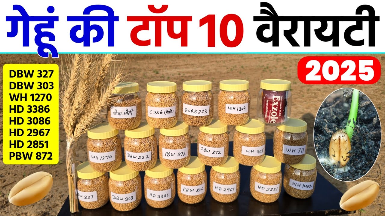 गेहूं की टॉप 10 वैरायटी | पैदावार 32 से 35 कुंटल | इनसे ऊपर कोई नहीं | gehu ki top 10 variety 2025