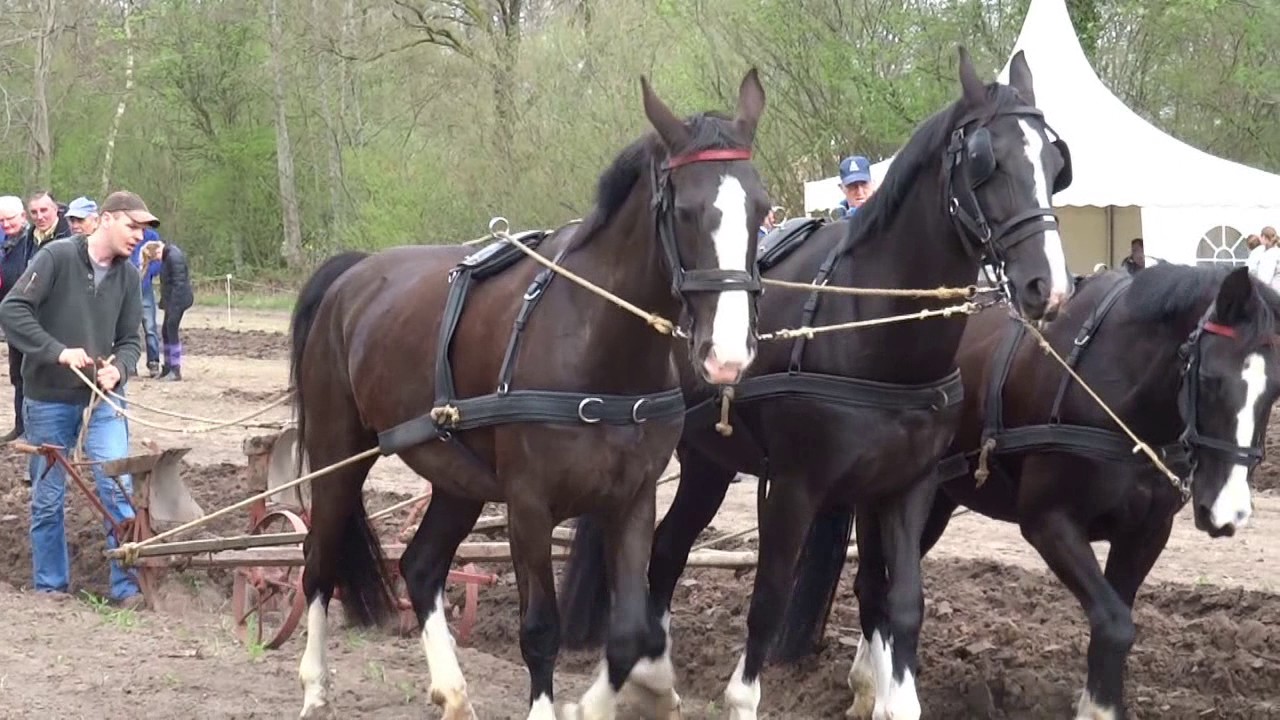 Ploegwedstrijd bij Hoeve Groot Zandbrink te Leusden 2017