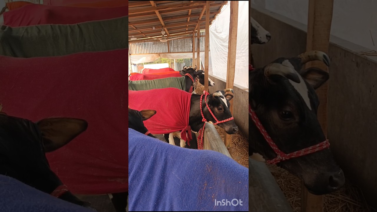 Protection of cows in winter #cow #winter #shorts