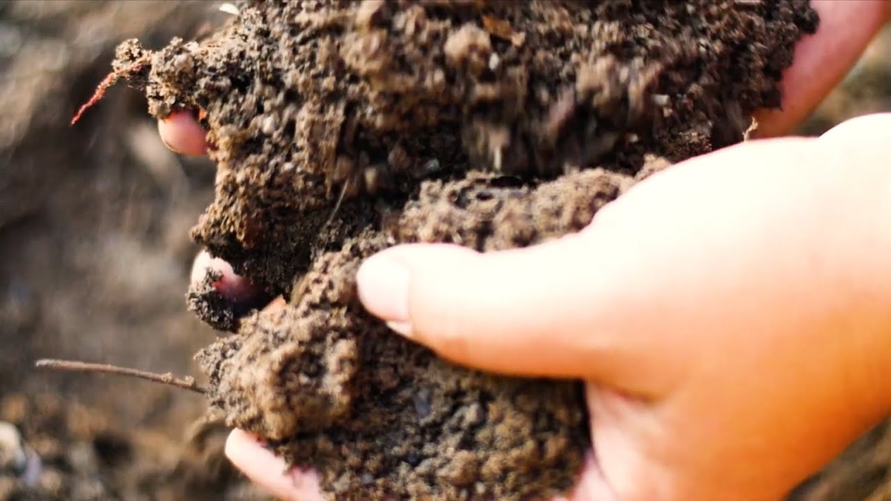 Uncovering the Role of Microbes in Soil