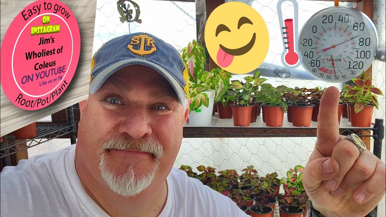 GREENHOUSE OPEN 2024! 450+ Magnificent Coleus !!