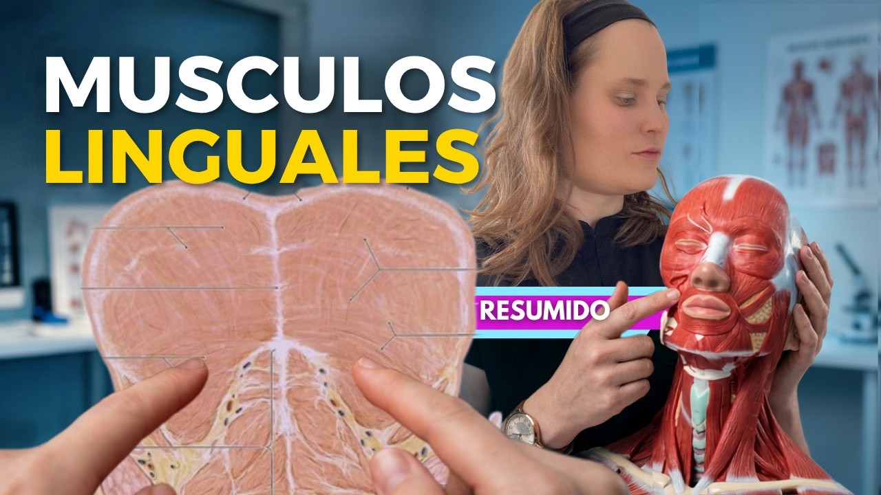 Músculos de la lengua #anatomiafacil #estudiantedemedicina #estudiantedeodontologia