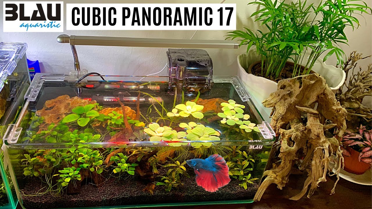 NUOVO ALLESTIMENTO per Betta Splendens (Parlato) 💦 Blau 17 litri