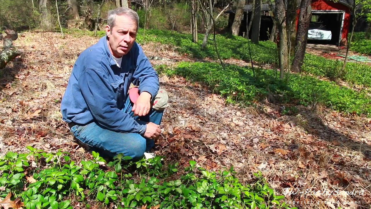 JW Pachysandra Introduction Seeds Birds