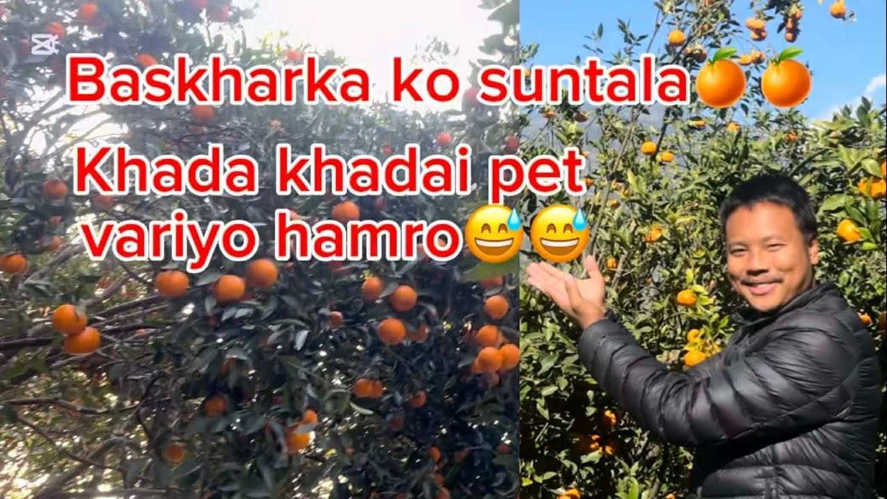 Parbat, Baskharka ko suntala farm🍊. Visit Baskharka