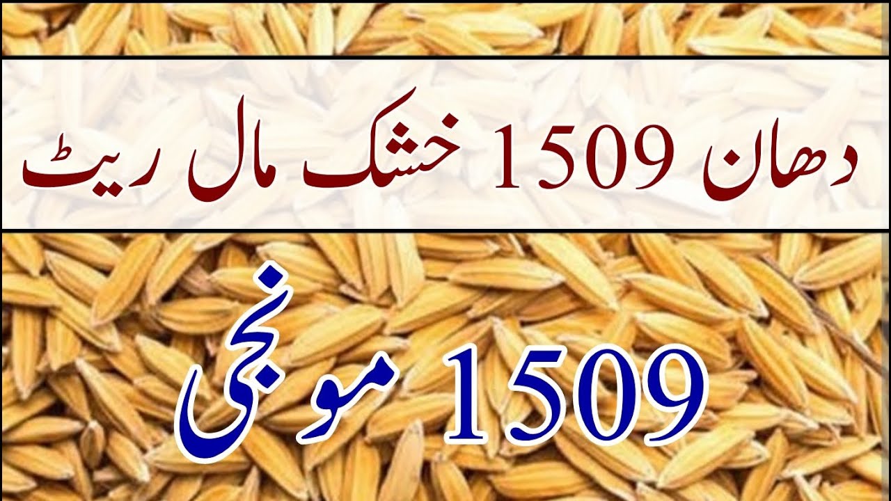 Dhan 1509 ka rate | DHAN 1590 price today | 1509 munji |1509 Monji rate in today Pakistan #dhan#1509