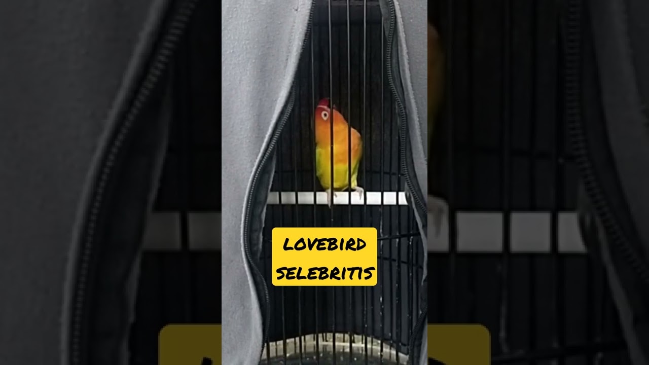 Masteran lovebird betina || Suara Lovebird Konslet