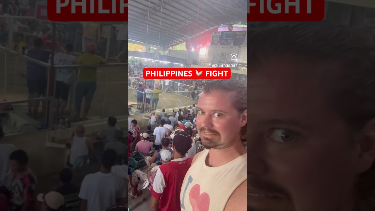 Cock fight in the Philippines #cockfight #filipino