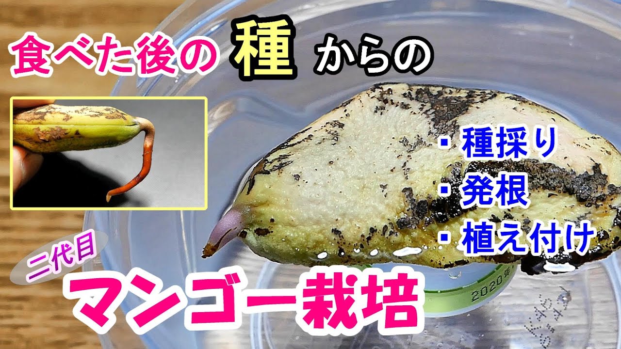 マンゴーの鉢植え１ 種採り/発根/植え付け