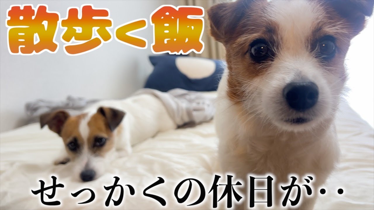せっかくの休日なのに散歩よりご飯を優先する食いしん坊な愛犬/ジャックラッセルテリア