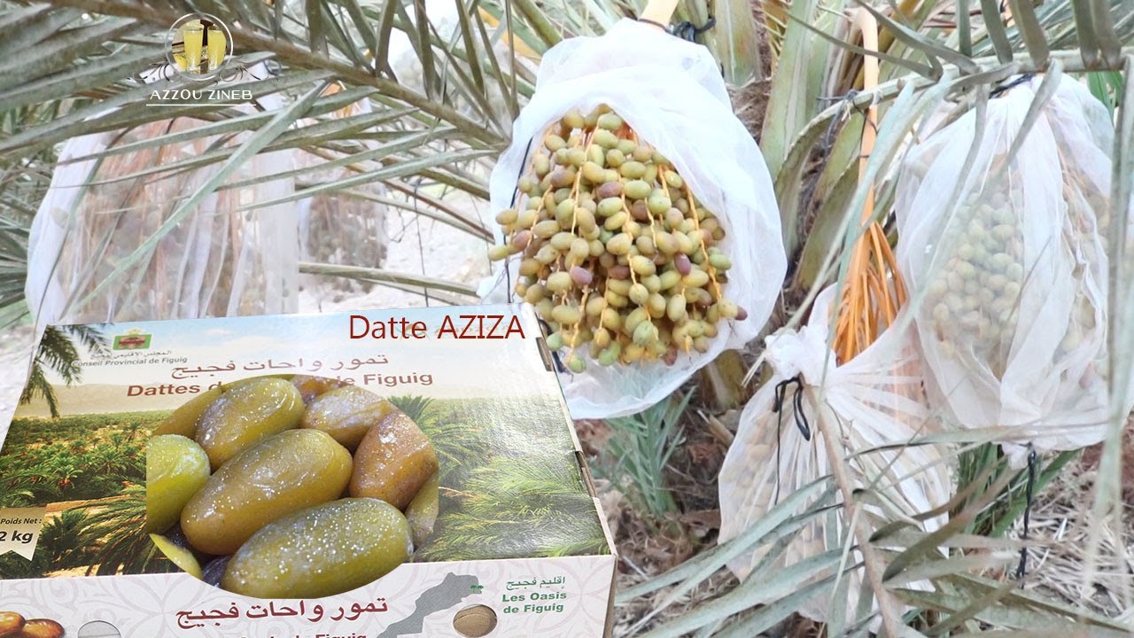 أزيزا فصيلة نادرة من بين أجود تمور العالم منبته واحة فكيك المغرب🇲🇦أزيزا أبوزيد🌴 AZIZA l'or de dattes