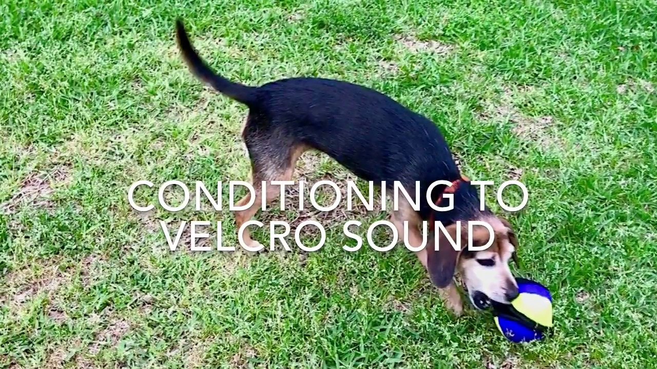 Conditioning a Dog to Velcro Sound with a Lotus Ball