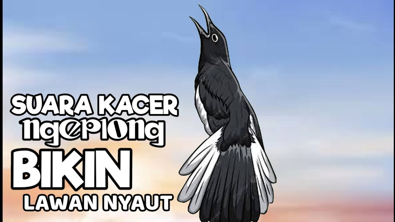 Terapi suara kacer ngeplong, pancingan kacer, masteran kacer ampuh, durasi panjang Berjam jam