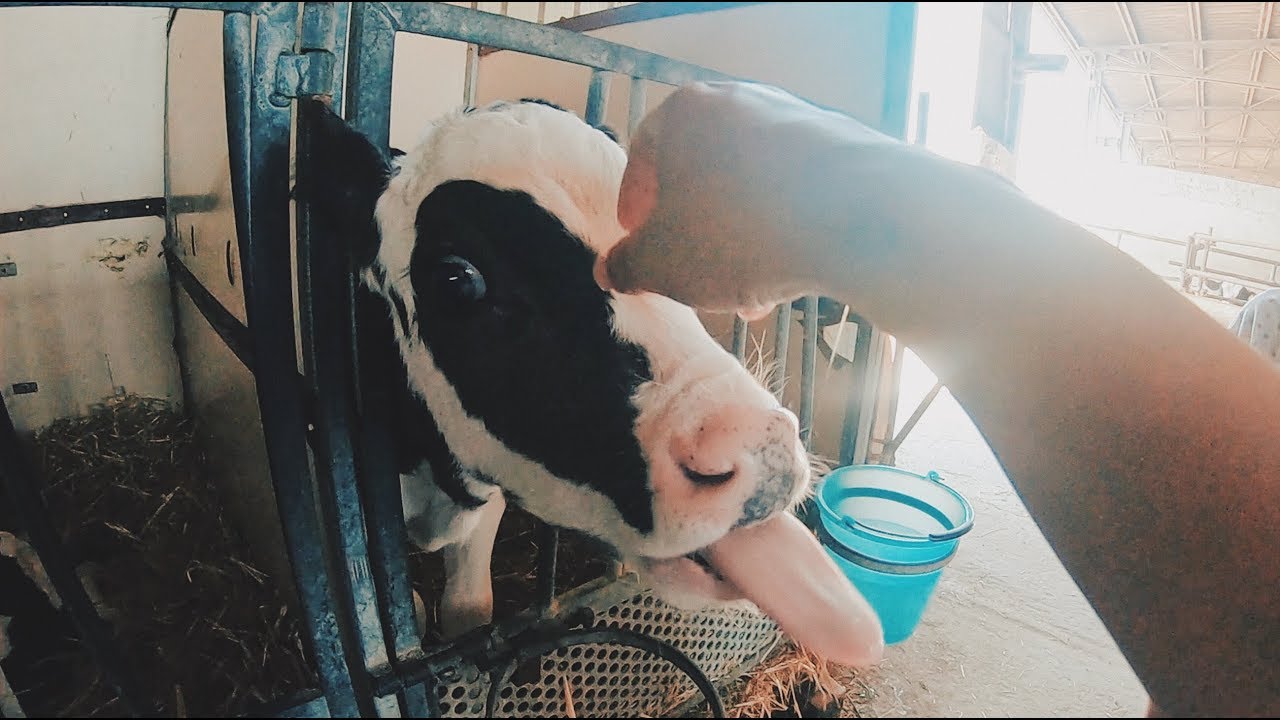 We got fresh raw milk from the farm! I LOVE my little town in italy!