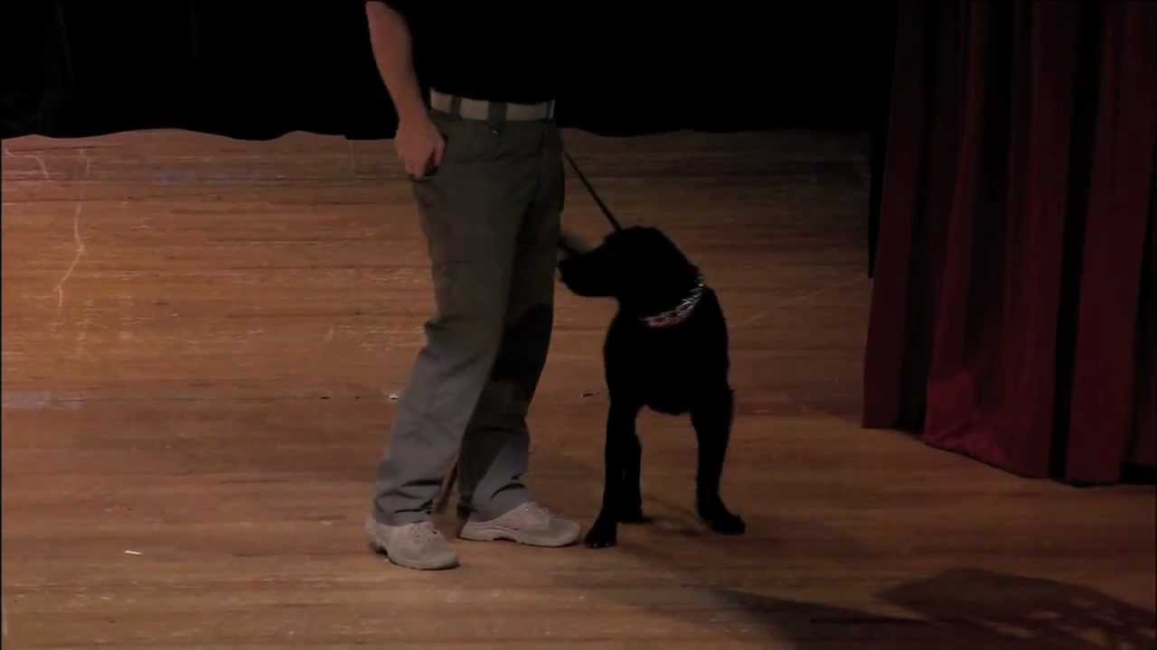 Canines in Combat and Competition: Michael Davis at TEDxOStateU