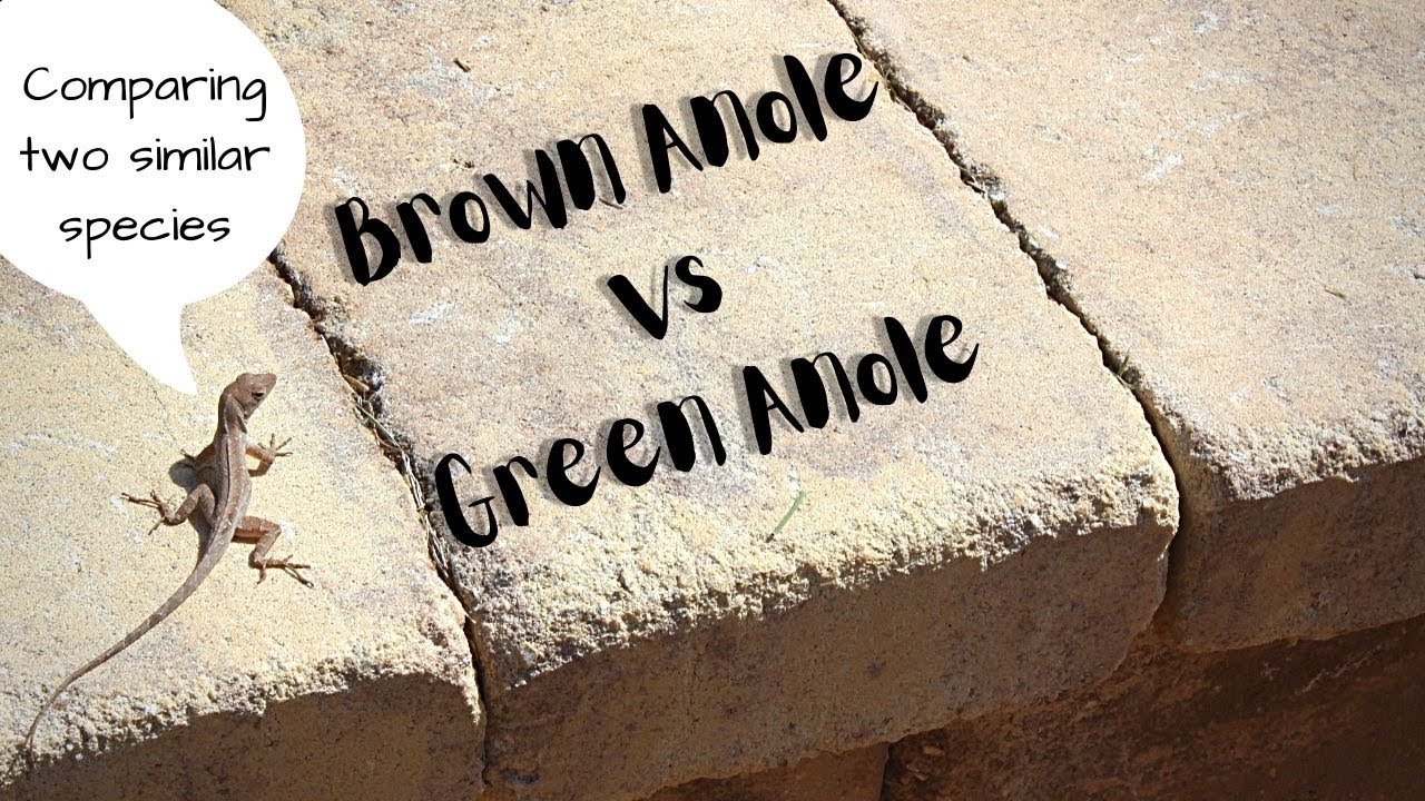 Differences between Brown Anoles and Green Anoles | Comparing Two Similar Species