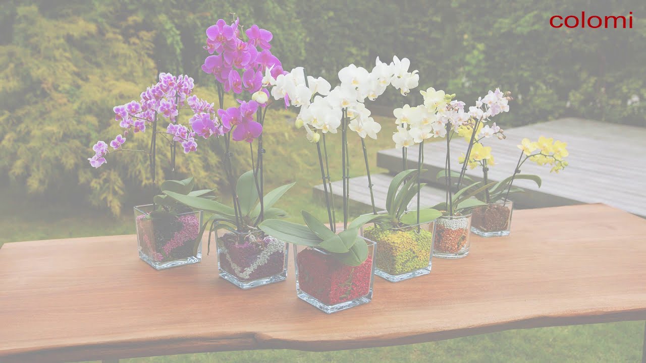 Colomi Orchideengranulat / Substrat f&uuml;r Orchideen