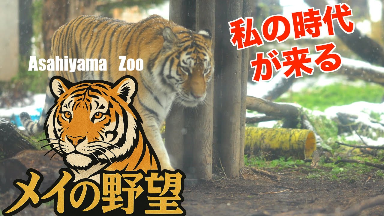 旭山動物園　アムールトラ　メイの野望　Asahiyama Zoo: Mei the Amur Tiger's Ambition
