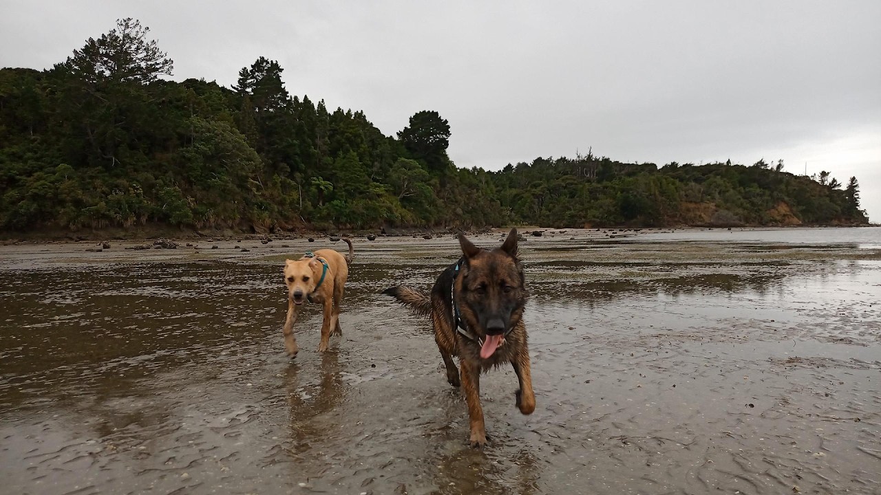 Dogs: Mill Bay, Huia (Waitakere Ranges).