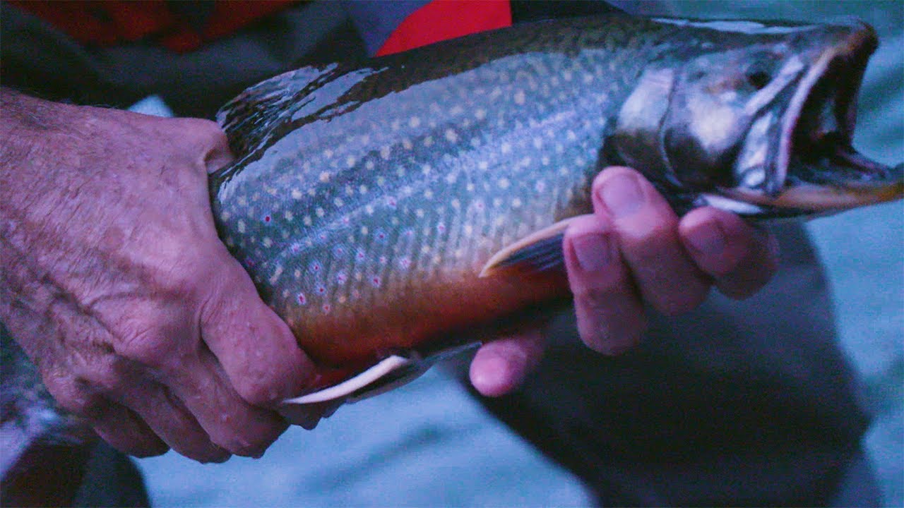 Salmonidé à Fortress Lake, Colombie-Britannique ! Roadfish.tv - Saison 6 Épisode 1