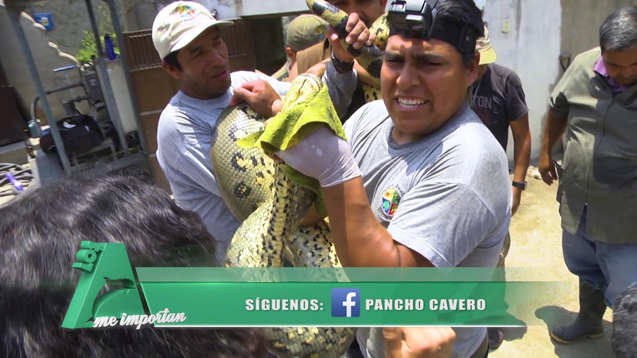 #LosAnimalesMeImportan - ANACONDAS ZOO HUACHIPA