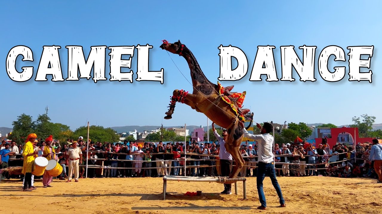 CAMEL DANCE | PUSHKAR | PUSHKAR FAIR | PUSHKAR CAMEL FAIR | #cameldance #camel #camelfair #pushkar