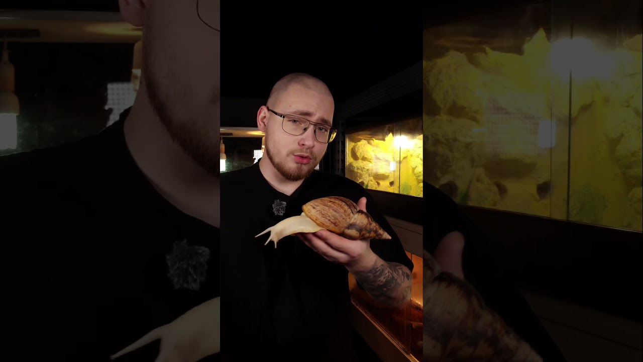 To można zjeść tego ślimaka afrykańskiego ? 🐌🥹